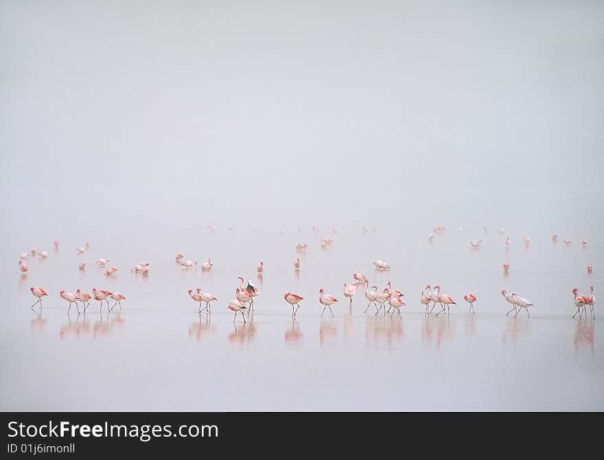 Flamingos In Fog At Laguna Colorada,Bolivia