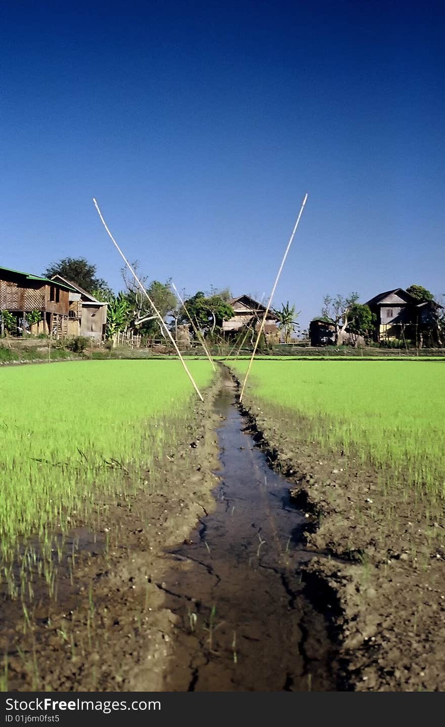 Rice Paddies ,Inle Lake,Myanmar