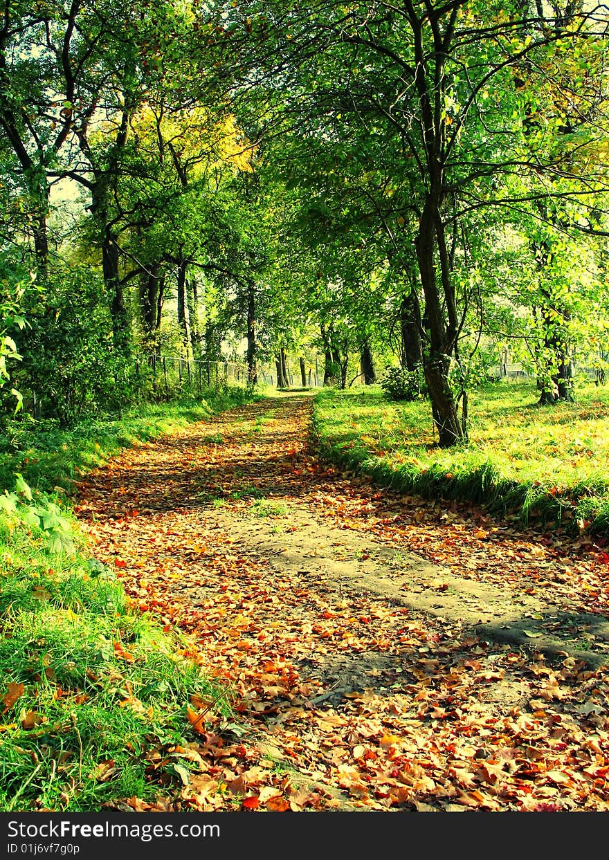 Autumn road through colorful avenue. Autumn road through colorful avenue