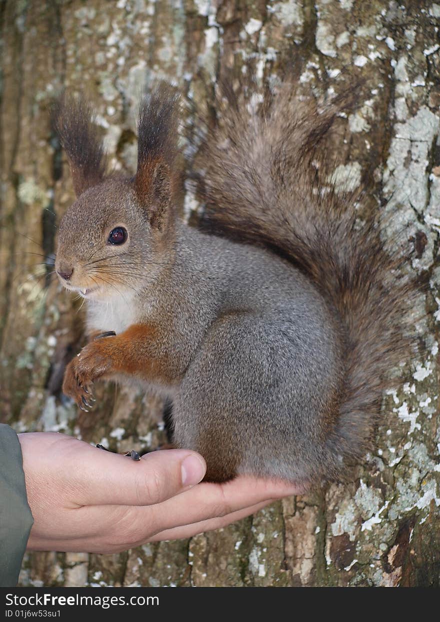 Squirrel in winter city park.