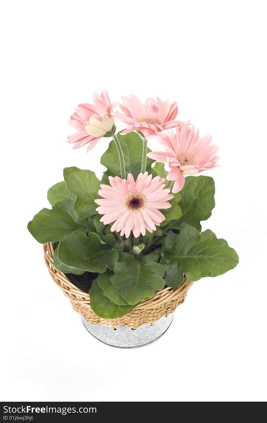 Beautiful pink gerbera in a pot