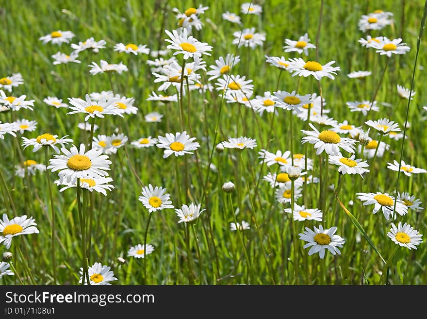 Chamomile field