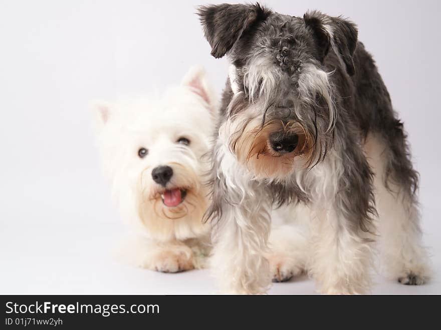 My westie and schnauzer is on white background