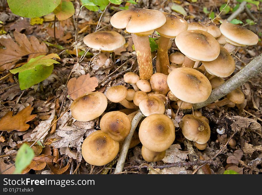 Mushrooms Honey Agarics Autumn, True.