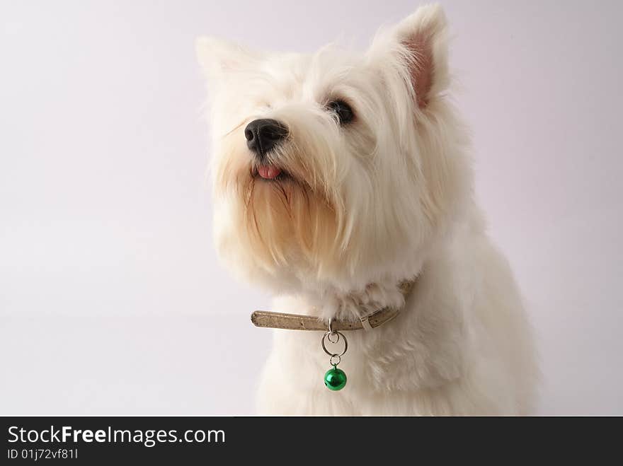 Westie (West highland White Terrier)