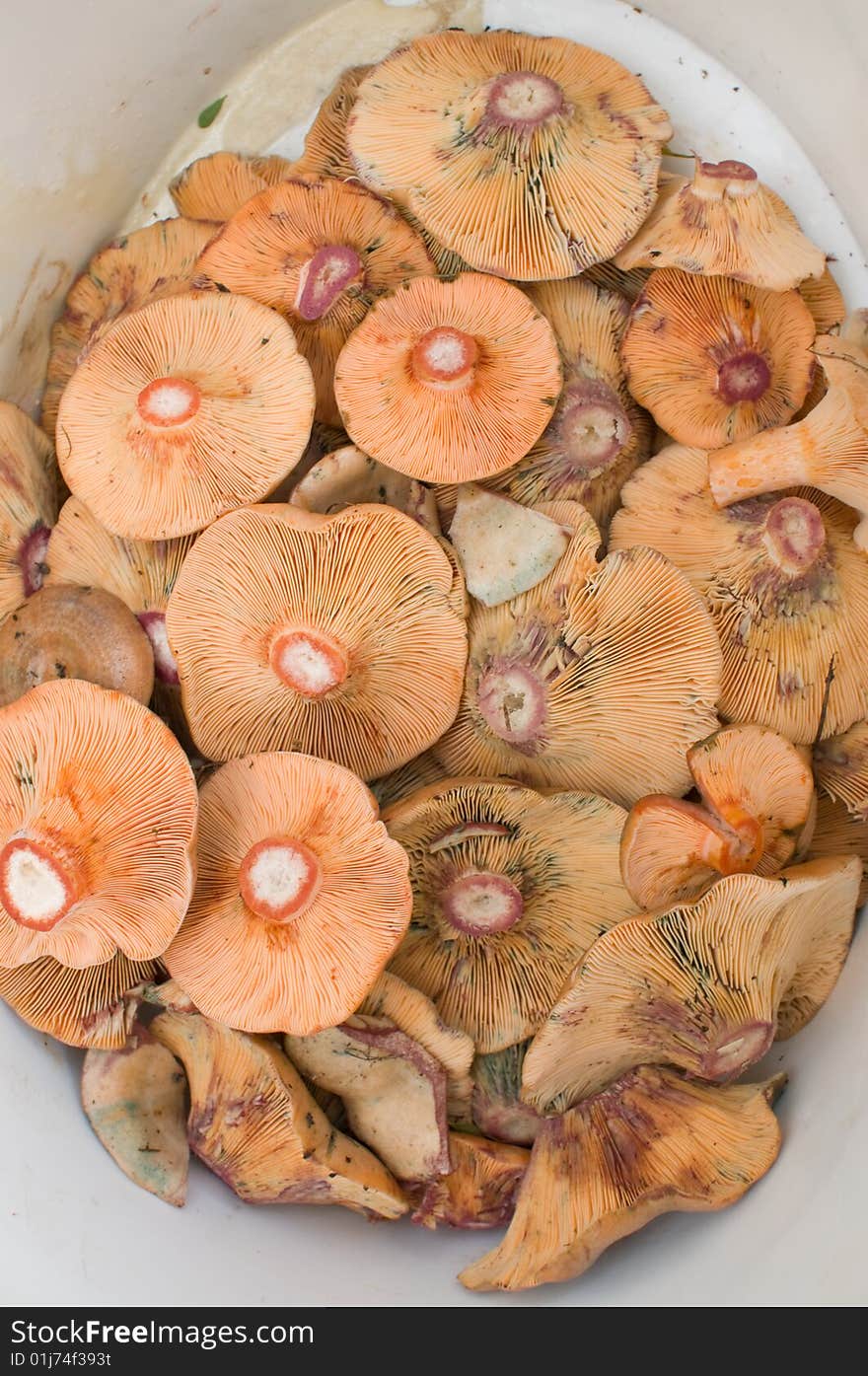 Edible Fungi And Bucket.