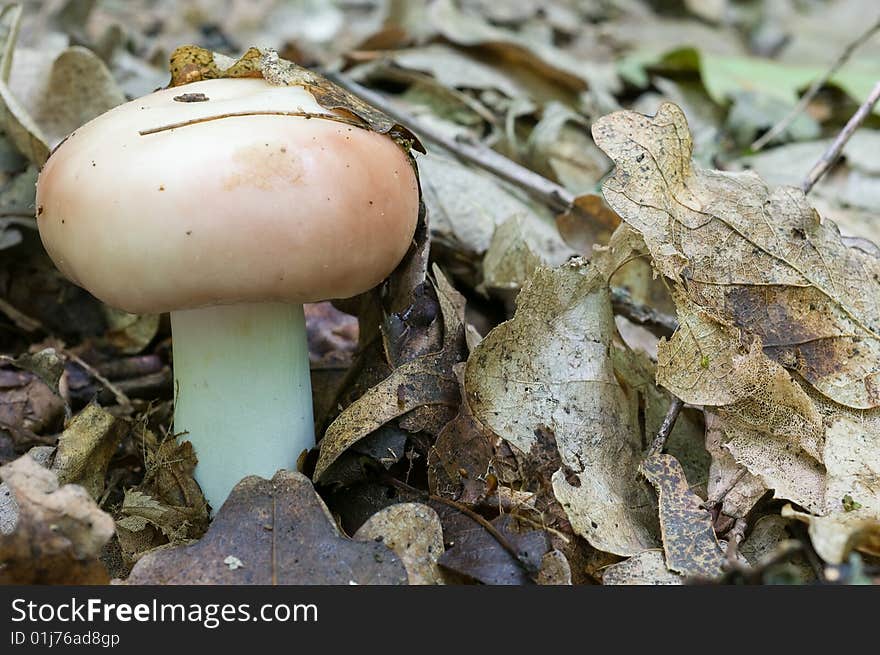 Russula Mushroom.