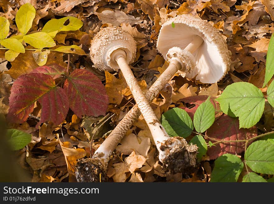 The parasol mushroom (Macrolepiota procera) is a basidiomycete fungus with a large, prominent fruiting body resembling a lady's parasol. It is a fairly common species on well-drained soils. It is found solitary or in groups and fairy rings in pastures and occasionally in woodland. Globally, it is widespread in temperate regions. It is a very sought after and popular fungus in Europe, due in part t. The parasol mushroom (Macrolepiota procera) is a basidiomycete fungus with a large, prominent fruiting body resembling a lady's parasol. It is a fairly common species on well-drained soils. It is found solitary or in groups and fairy rings in pastures and occasionally in woodland. Globally, it is widespread in temperate regions. It is a very sought after and popular fungus in Europe, due in part t