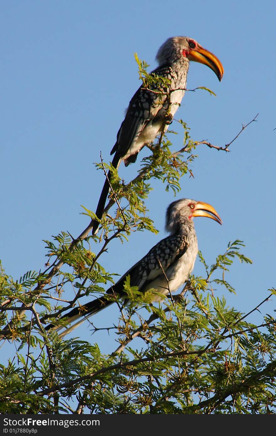 Yellowbill Birds