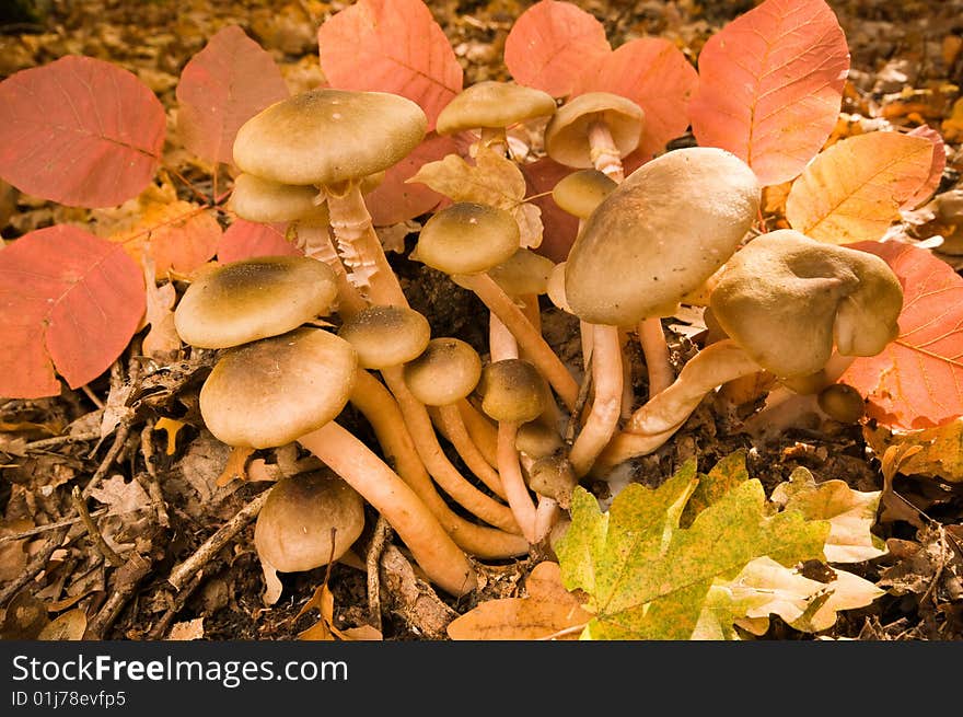 Autumn bouquet of mushrooms.