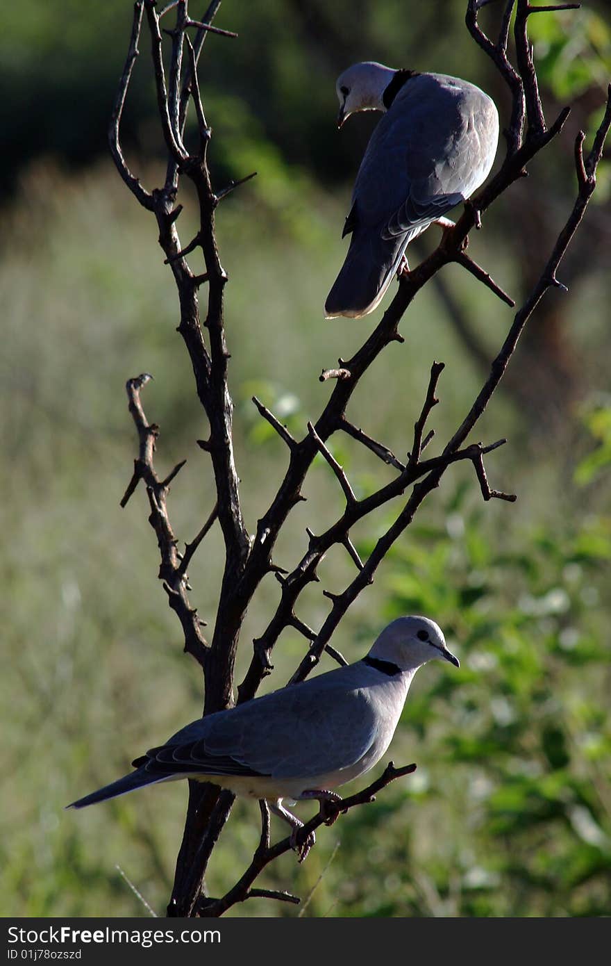 African Mourning Doves