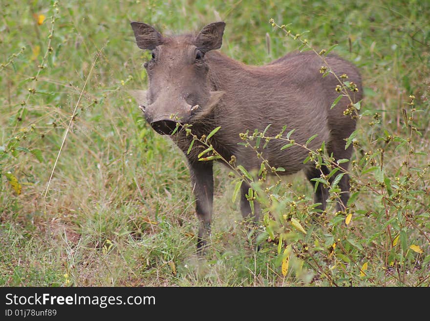 Warthog in wilderness in Africa.