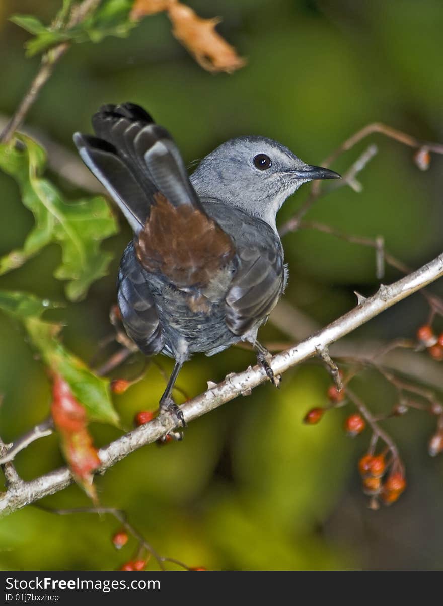 Gray Catbird perched on brance in woodland habitat.