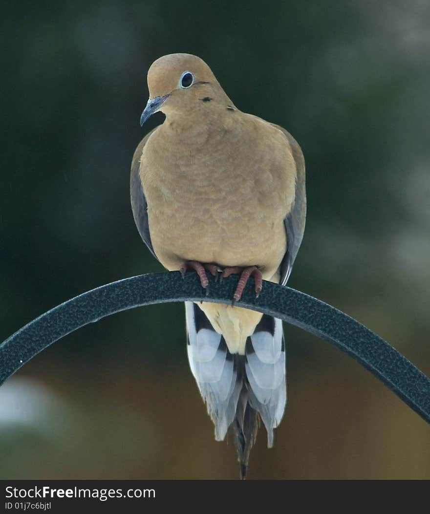 Mourning Dove