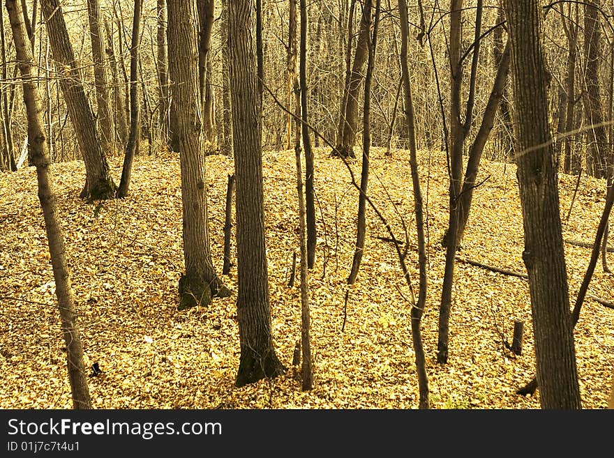 In the forest