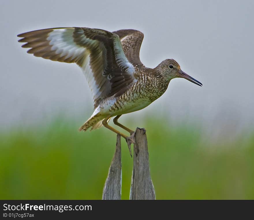 Eastern Willet displaying wings