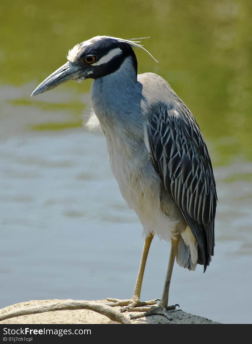 Yellow-crowned Night Heron