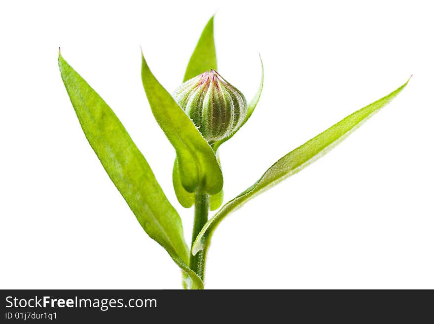 Spring plant isolated on white.