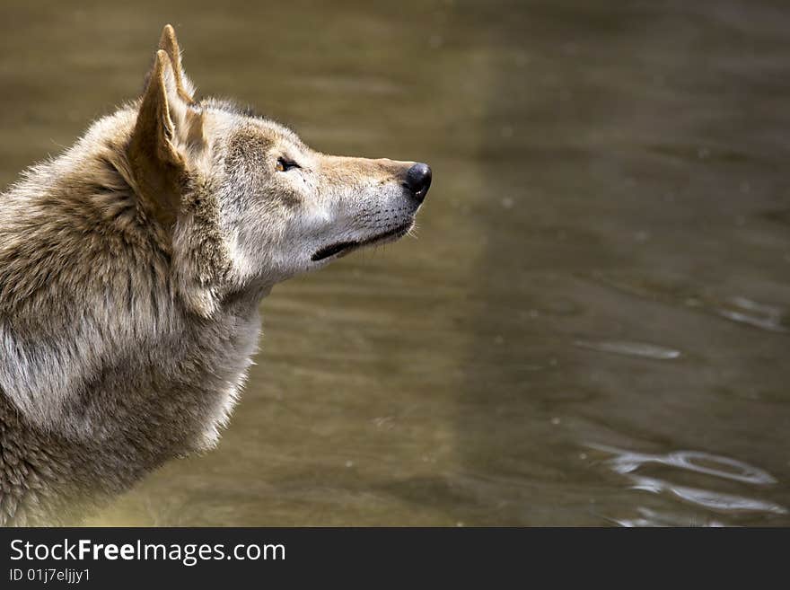 Grey wolf in the wate looking to the right