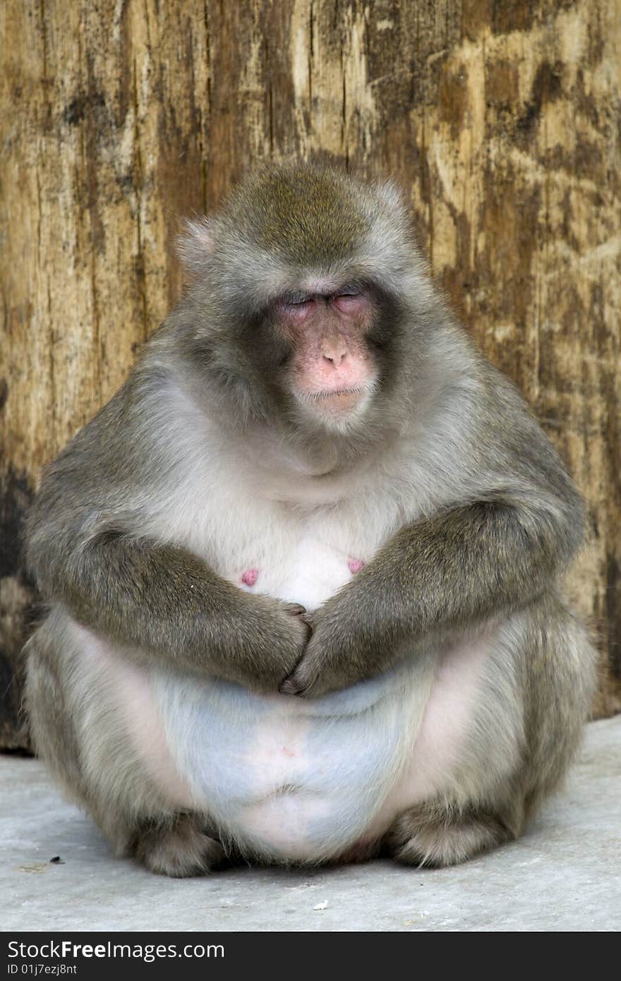 Macaca Fuscata Grey Japanese Monkey