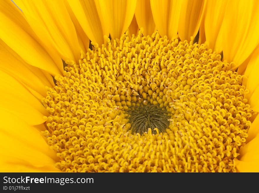 Bright yellow sunflower, shot in studio.