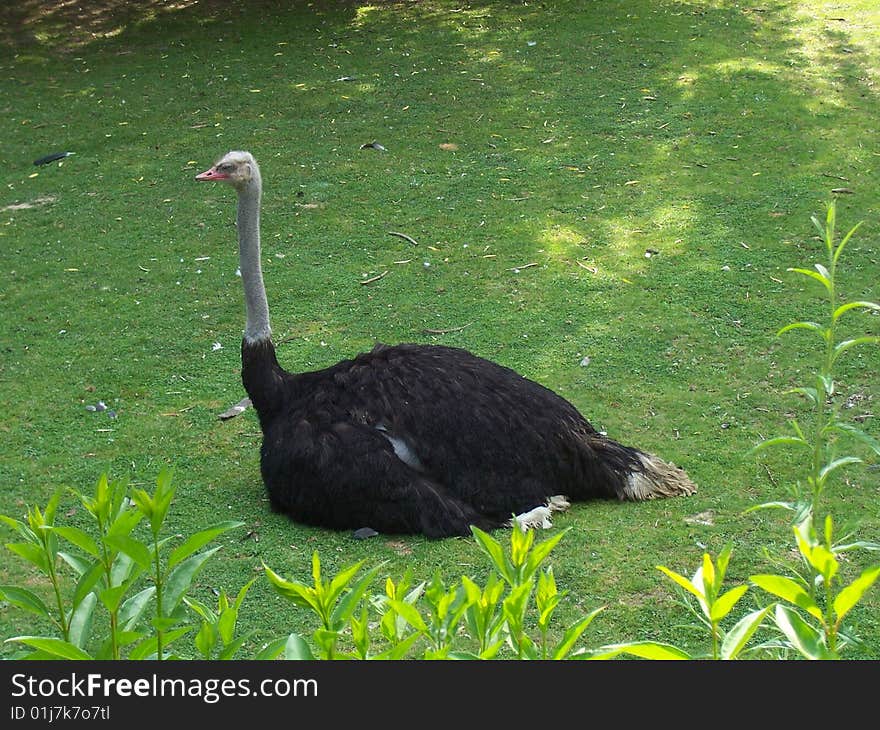 Sitting Ostrich On Graminoids In Zoo