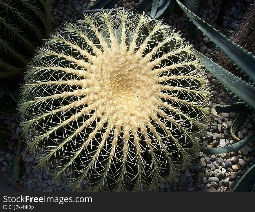 Cactus with browse flower from tubercule