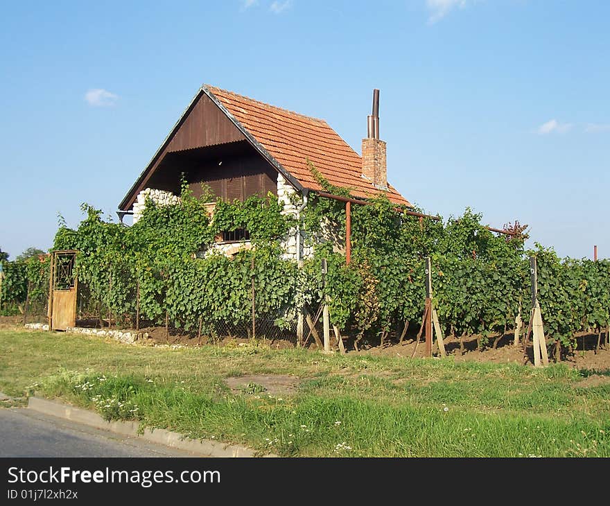 house near vineyard