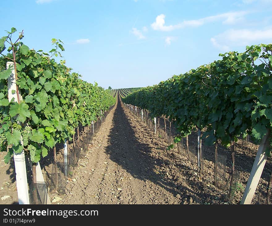 Vineyard to the distance from Mikulova