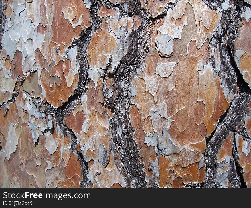 Crust on timber pine-tree