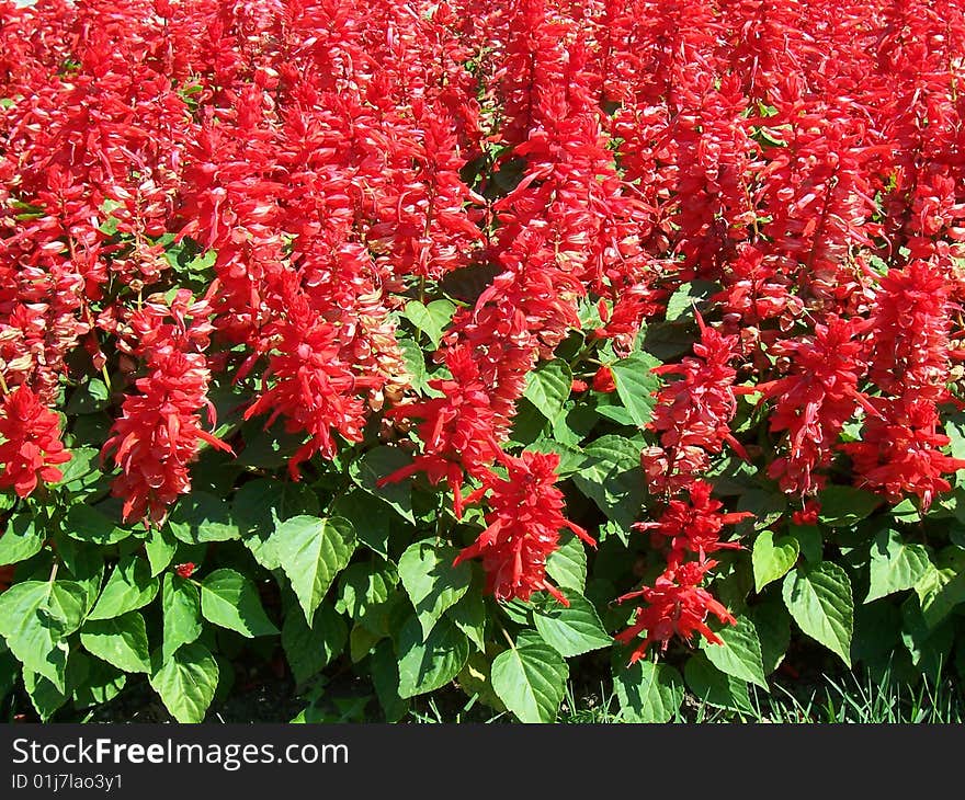 Field with red plant in garden