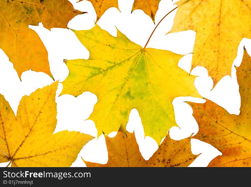 Maple leaves isolated on a white