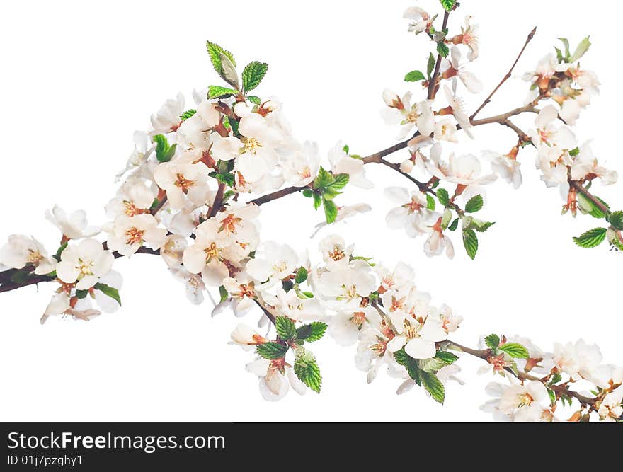 Beautiful flower on white