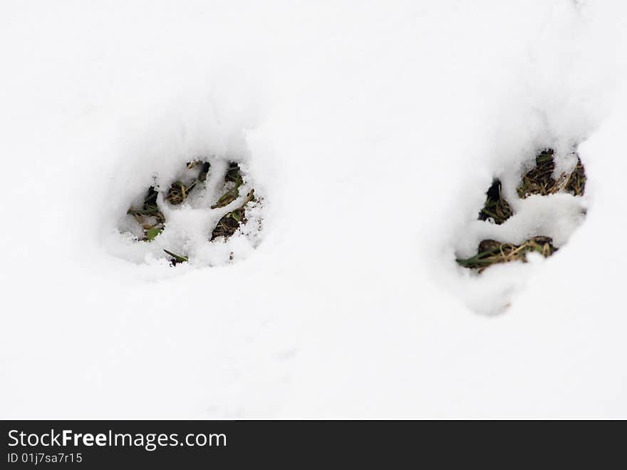 Two footsteps of a big dog in a snowy background. Two footsteps of a big dog in a snowy background