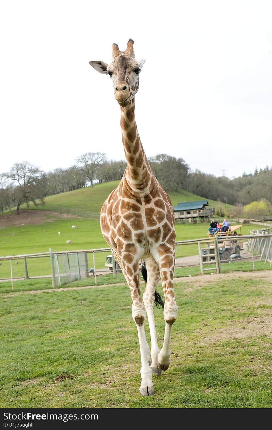 Giraffe in africa while on a safari