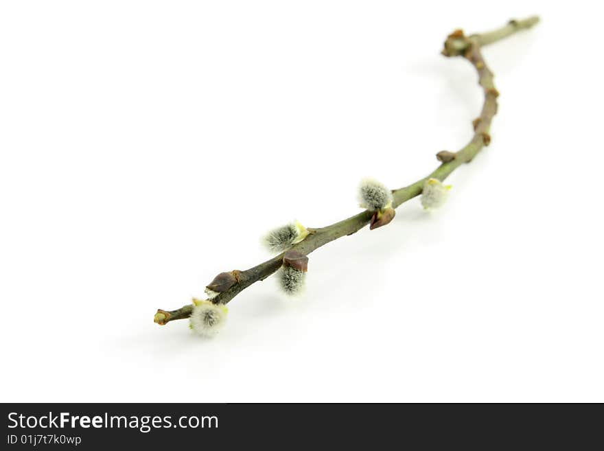 Catkin stick