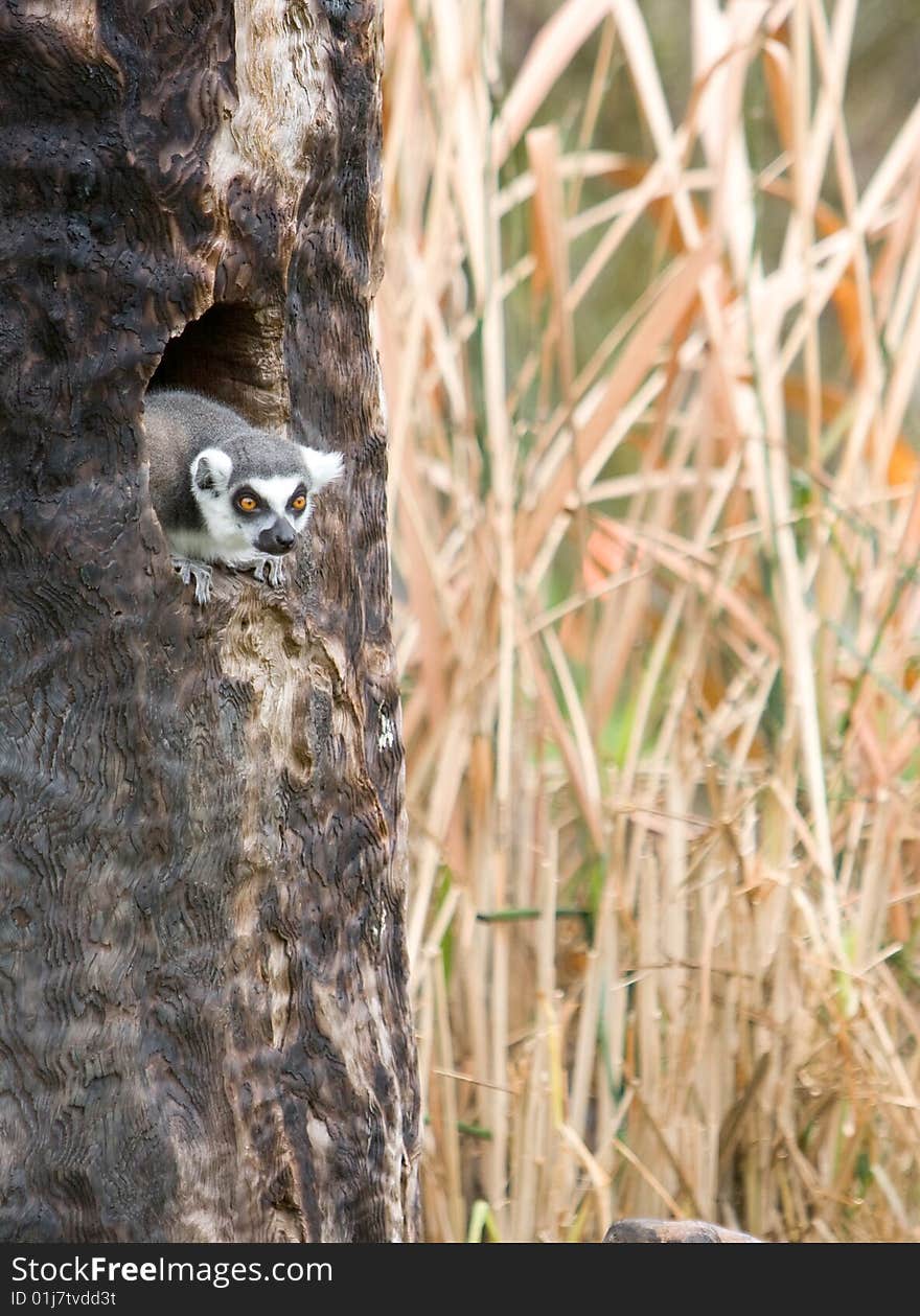 Lemur poking head out of  tree on a safari. Lemur poking head out of  tree on a safari