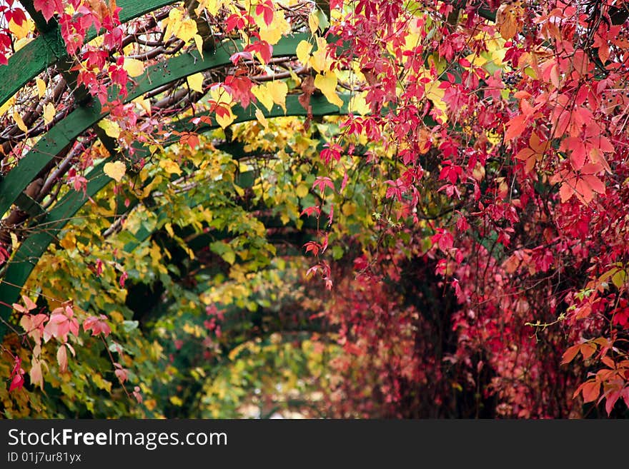 Green wooden arc covered with colourful autumn foliage