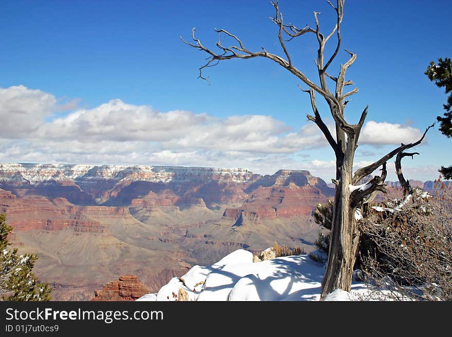 Grand Canyon during winter with old tree and snow. Grand Canyon during winter with old tree and snow.