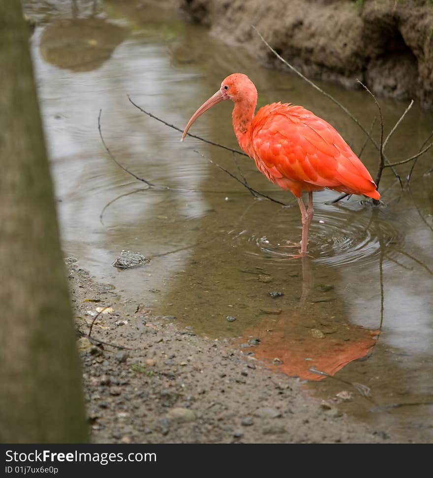 Scarlet Ibis in a natural enviroment