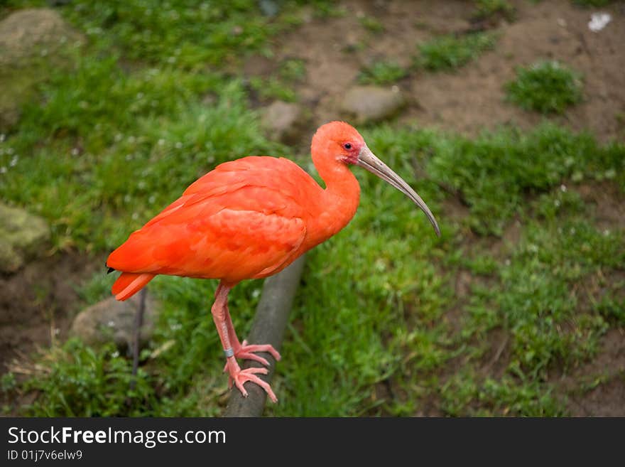 Scarlet Ibis in a natural inviroment