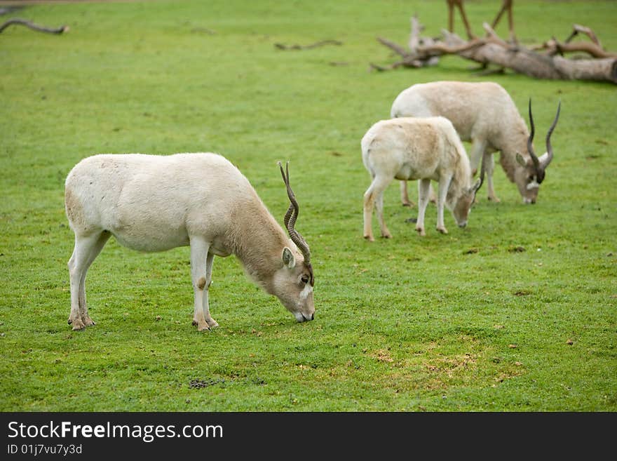 Gemsbok Antelope in naturan enviroment