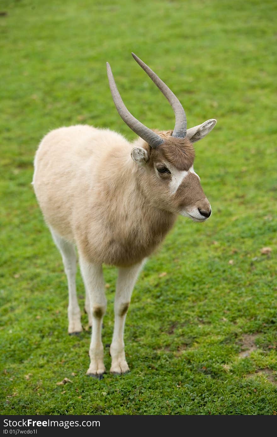 Kudu Antelope