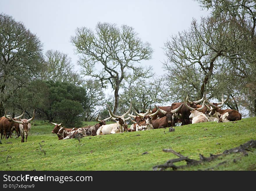 Ankole Cattle in a pasture Eastern africa