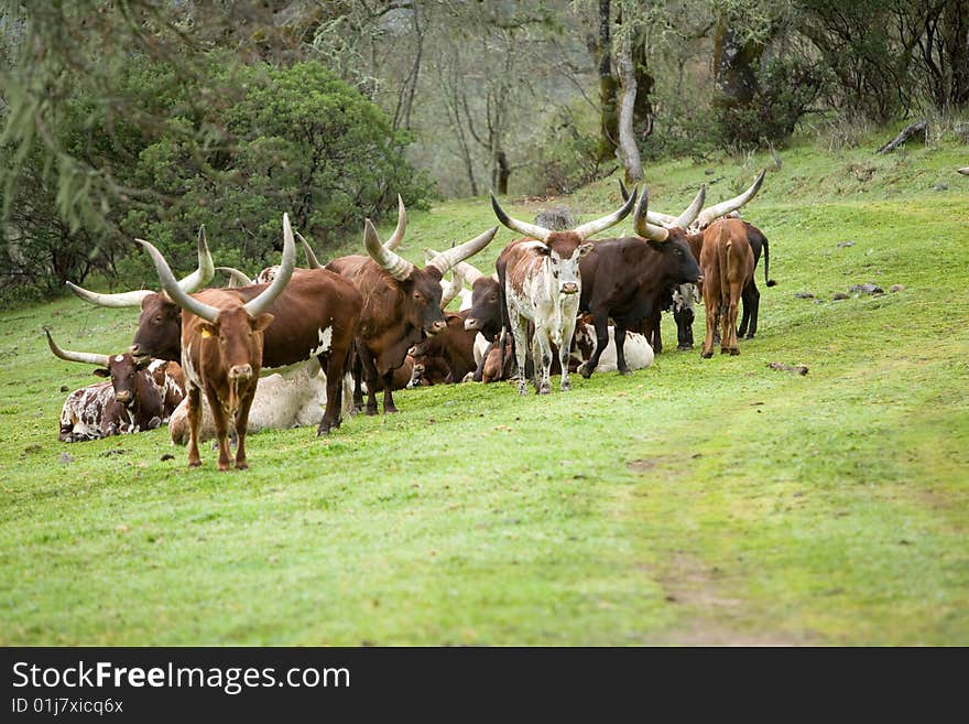 Ankole Cattle in a pasture Eastern africa