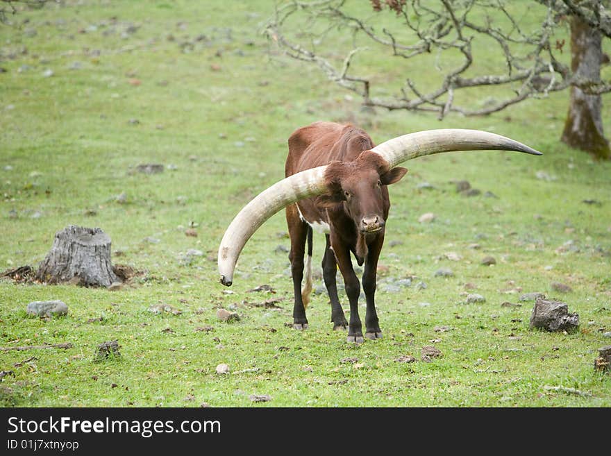 Ankole Cattle in a pasture Eastern africa