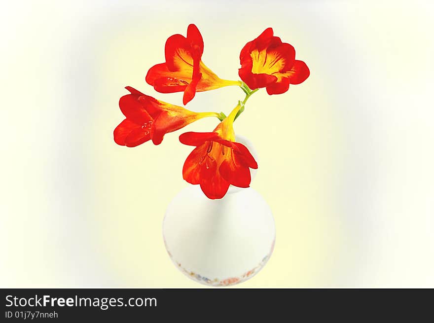 Red Day-lilies in vase isolated over white with cl