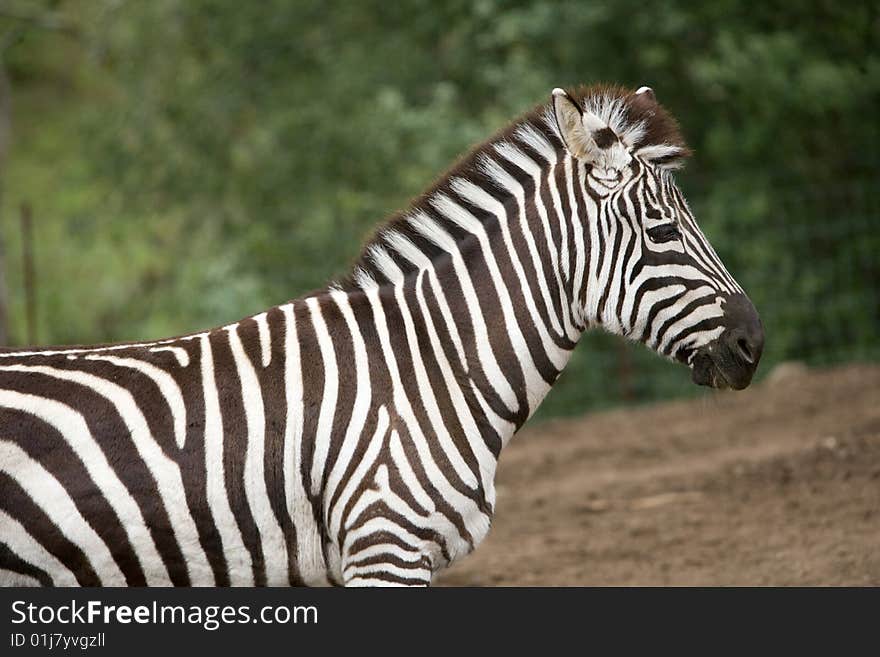 Zebra