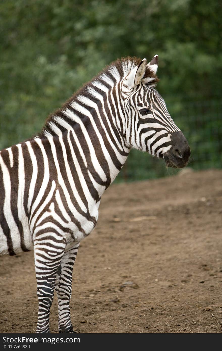 Zebra