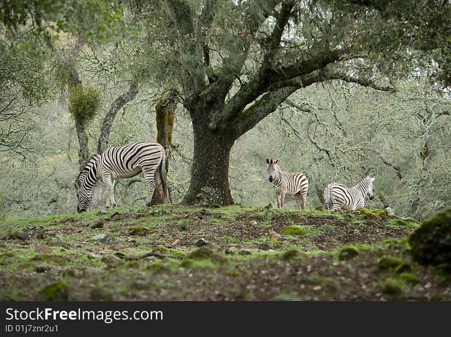 Zebra under a tree in the wild